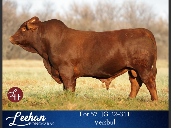 JG220311 | Leehan Bonsmara