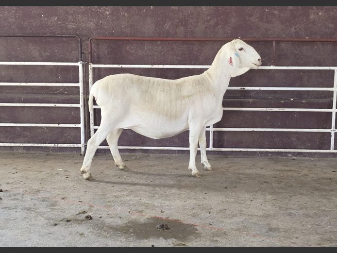 139 23 0375 | MNR. PR WIESE H/A BULBERG BDY