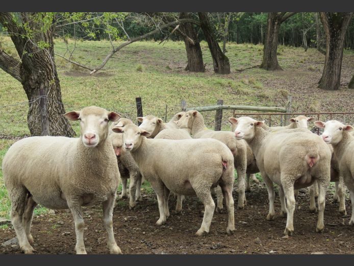 Commercial Ewes | UMPUKANE DORMERS