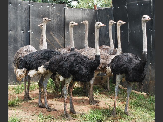 OSTRICHES | Christo Kruger Bdy