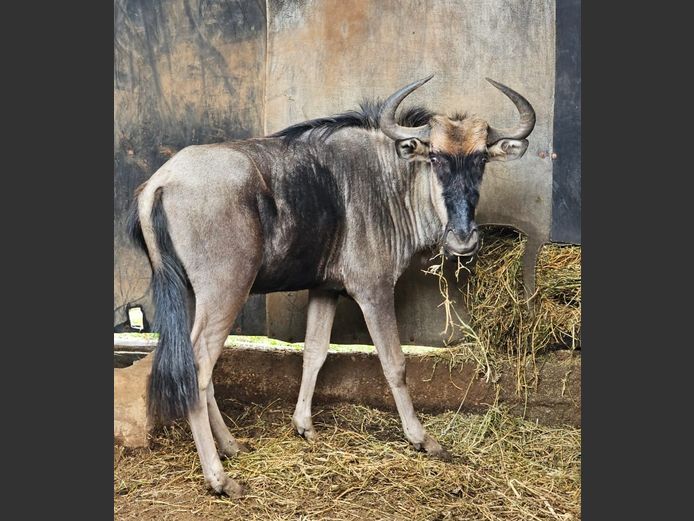 BLUE WILDEBEEST | ZEBULA