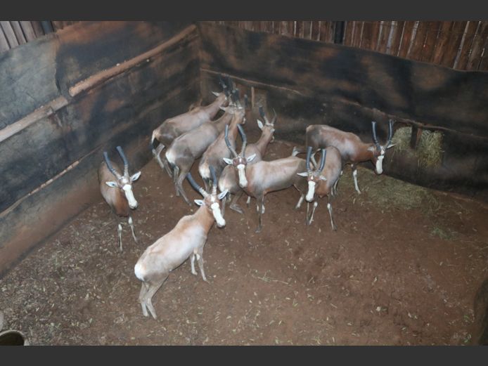 Blesbok Teelram