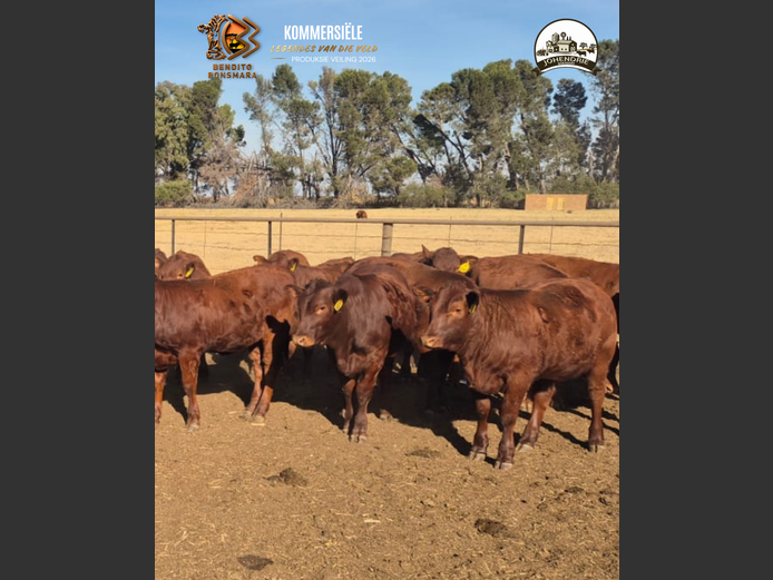 Commercial Animals | Johendrie BDY