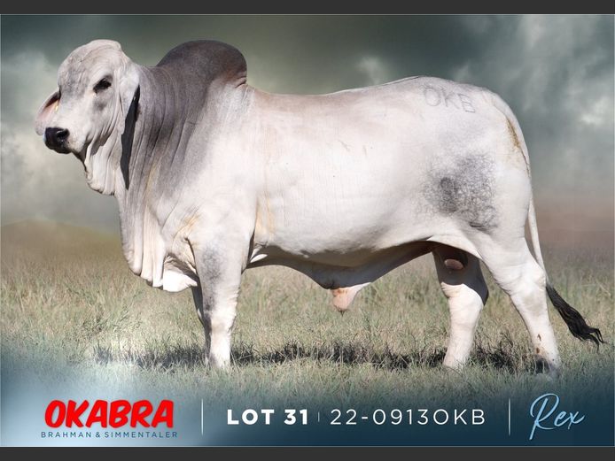 22-0913OKB | OKABRA BRAHMAN