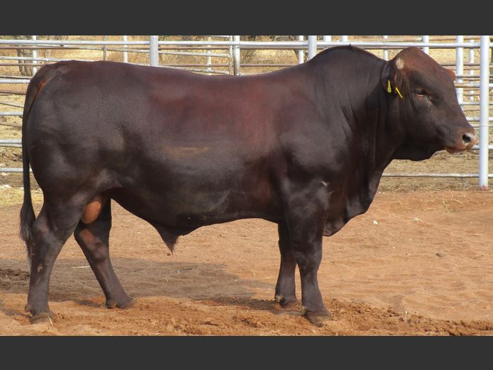 WAGB23-0001 | WAGNER BONSMARAS