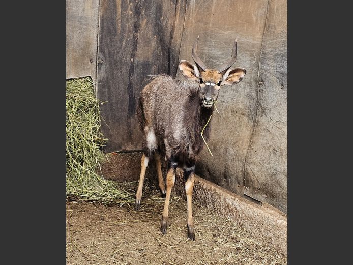 NYALA | NYLSVLEI