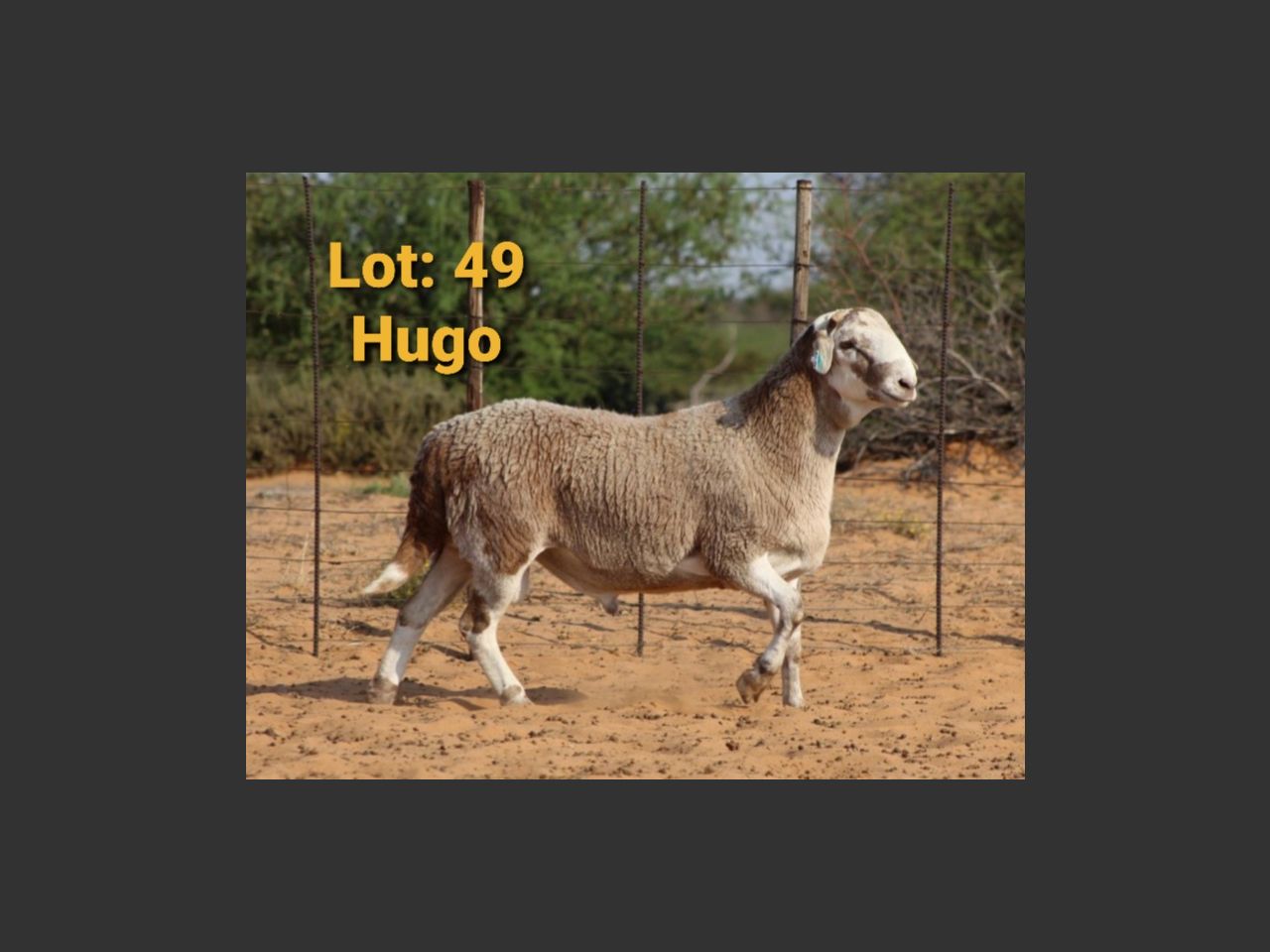 images