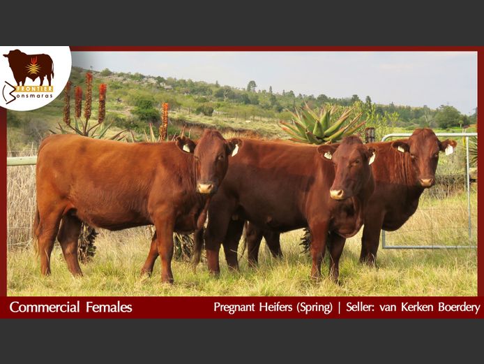 Commercial Animals | van Kerken Boerdery