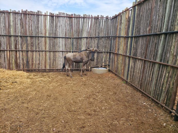 BLOUWILDEBEES | HANLEY