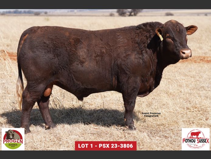 PSX 233806 | POTHOU BK