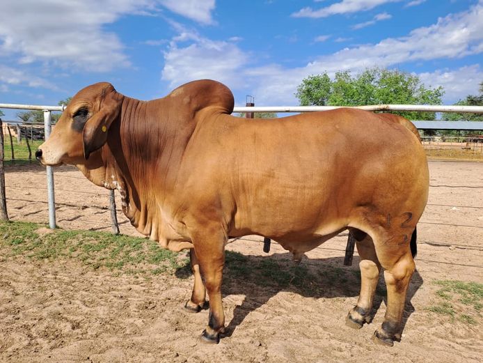 22-0012NB | WYKMAN BRAHMAN