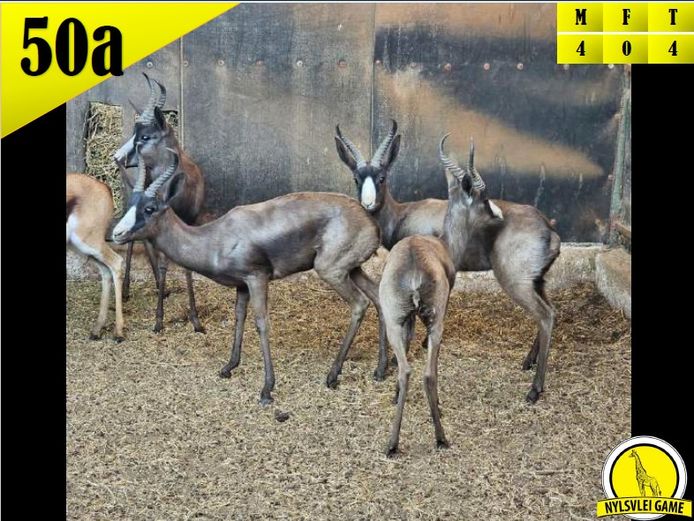 BLACK SPRINGBOK | DH CILLIERS
