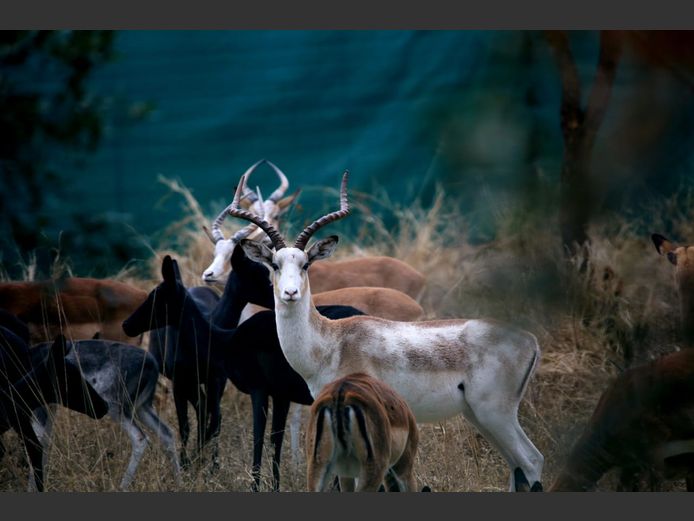 WHITE FLANK ROOIBOK 23 6/8" (dra swart gene) | XUKUTSI GAME RANCH