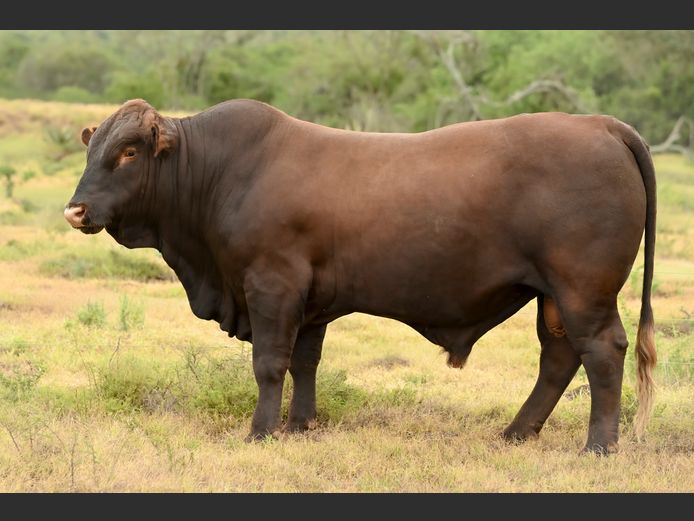 JOY 240021 | FETTING LIVESTOCK TRUST