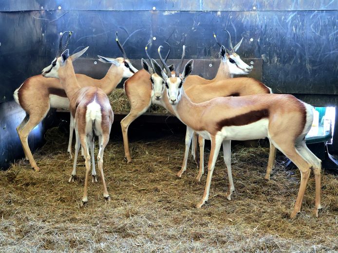 KALAHARI SPRINGBOK | AL BADENHORST