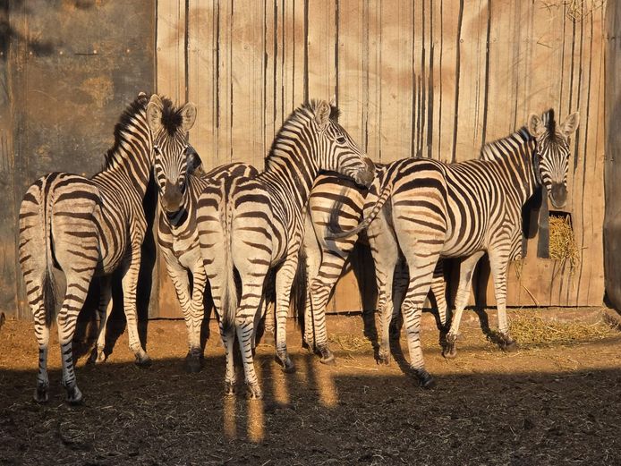 ZEBRA | NYLSVLEI GAME