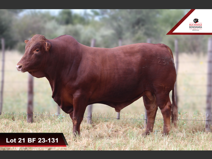 BF 230131 | BUCKRIDGE BONSMARAS