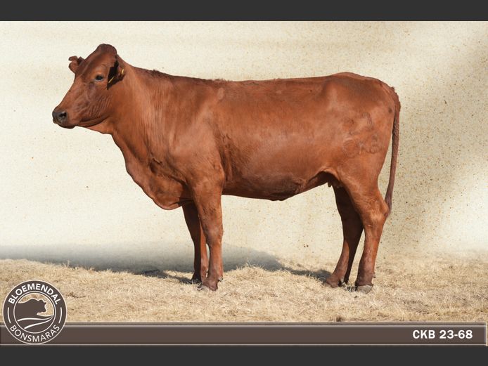 CKB230068 | CHRIS KRUGELL BLOEMENDAL