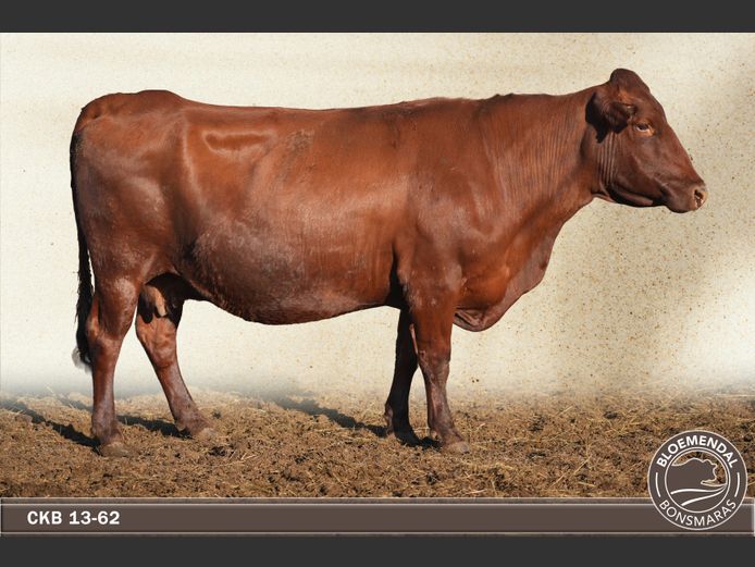 CKB130062 | CHRIS KRUGELL BLOEMENDAL