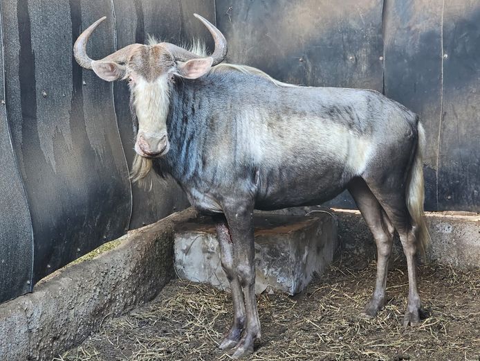 KING WILDEBEEST | RHINO