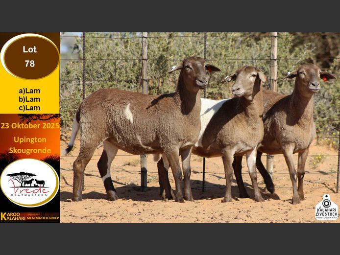 PS 78B | Peter & Christia Scholtz - Vrede Meatmasters