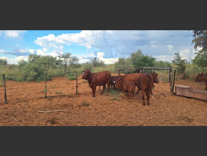 Commercial Animals | Denbot Bonsmaras