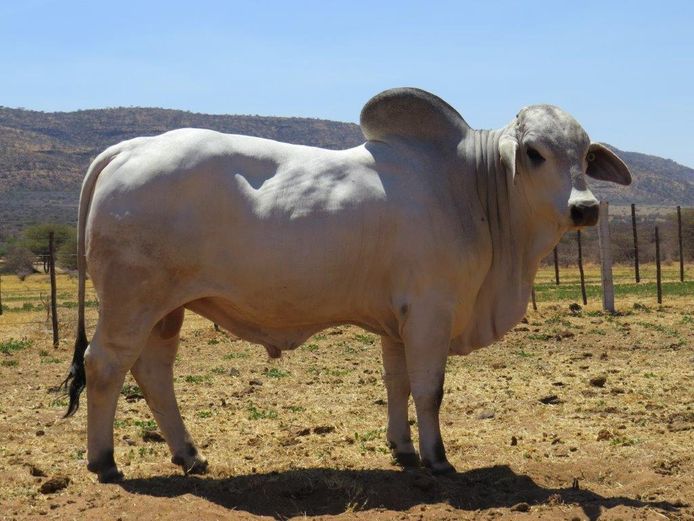 22-0130ERP | HARROBI BRAHMAN