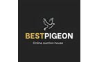Best Pigeon