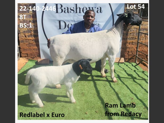 22-140-2446 | BASHEWA DORPERS