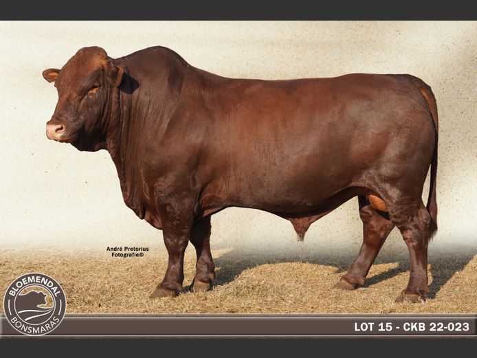 CKB220023
