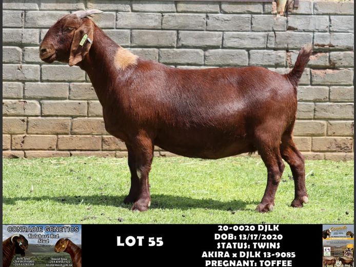 20-0020 DJLK | DIRK LOUW