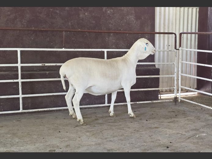 139 25 0150 | MNR. PR WIESE H/A BULBERG BDY