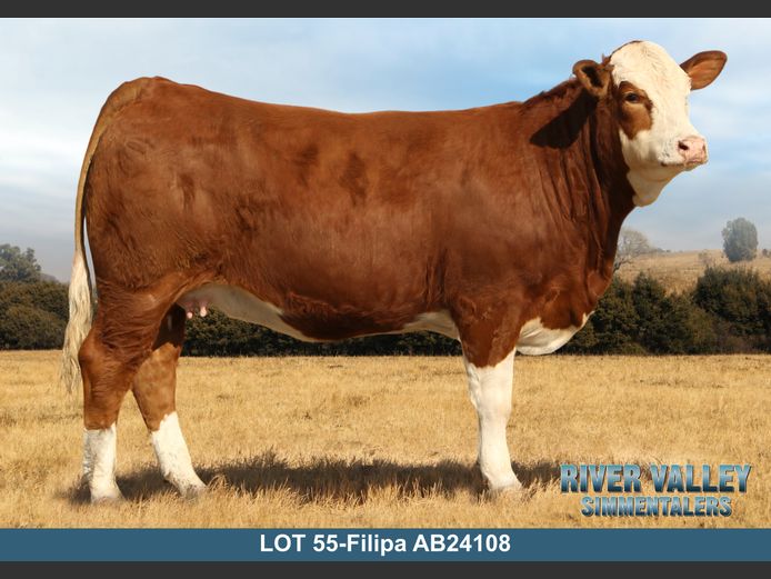 AB24108 | PA ABRAHAMSE