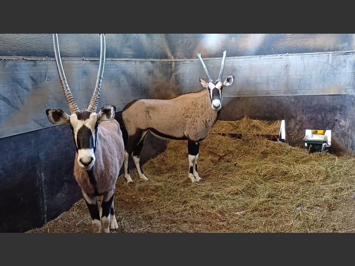 Gemsbok