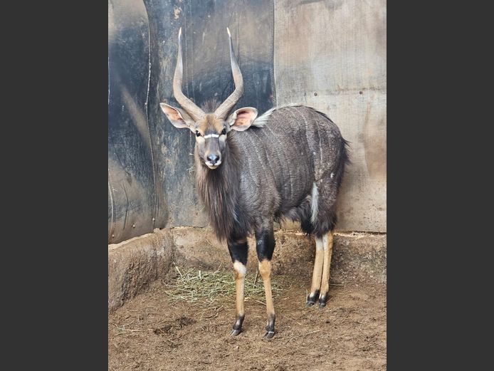 NYALA (no vat) | EB WILD