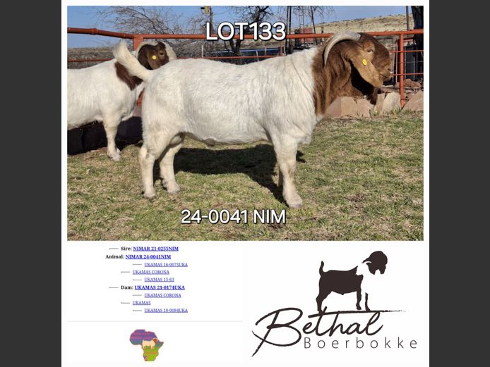24-0041NIM | Bethal Boerbokke