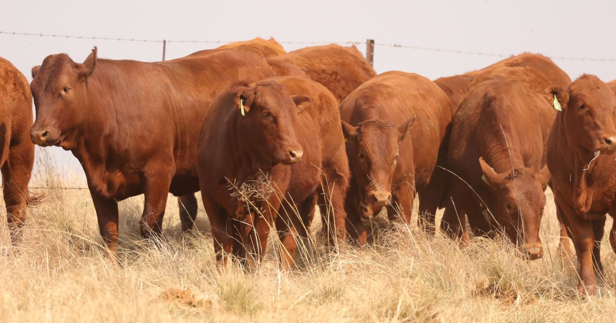 Lot 32 | PRESTIGE AANTEELVEILING | SwiftVEE | South Africa’s Leading ...