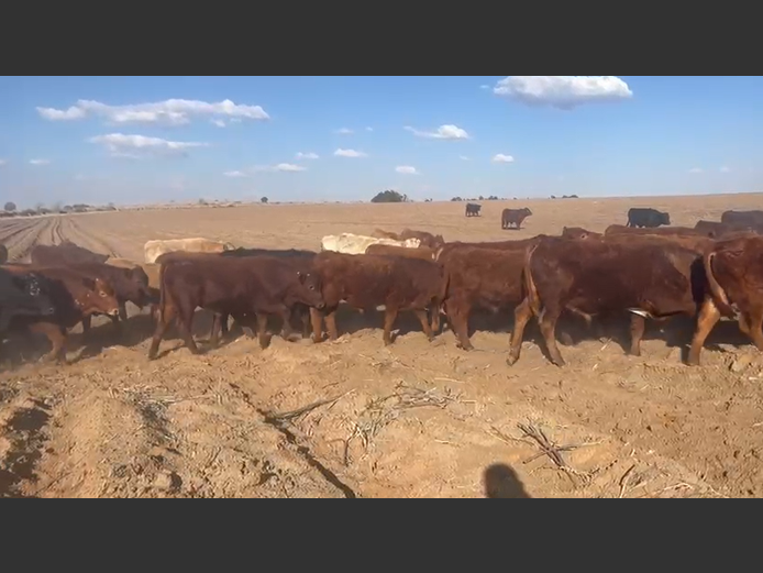 Weaners 