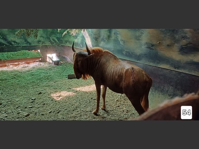 GOUE WILDEBEES | AL BADENHORST