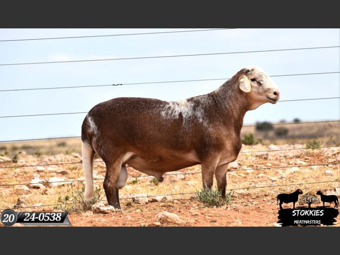 HWH24-0538 | Stokkies Meatmasters