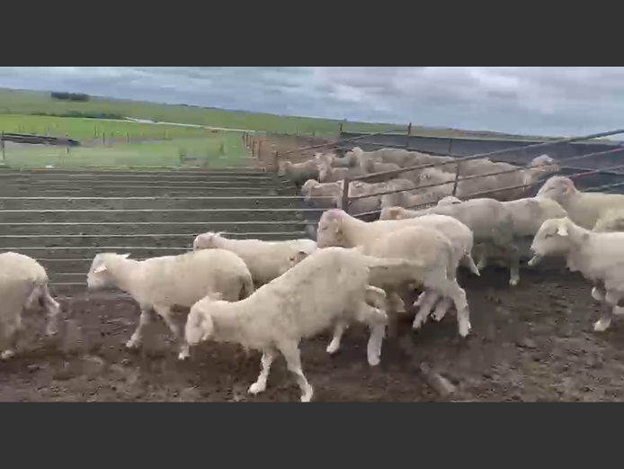 DOHNE/ MERINO VETLAMMERS