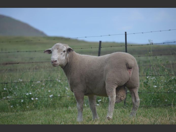 T 240380 | TWEE BROERS DORMER STOET