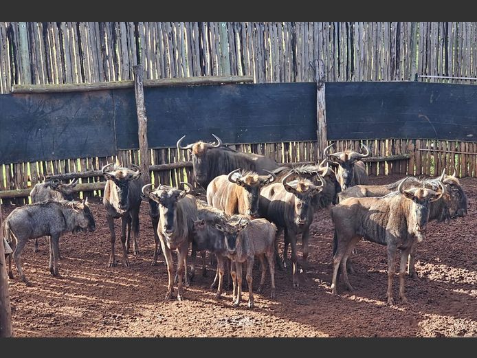 BLOUWILDEBEES | BUFFELSKLOOF 1