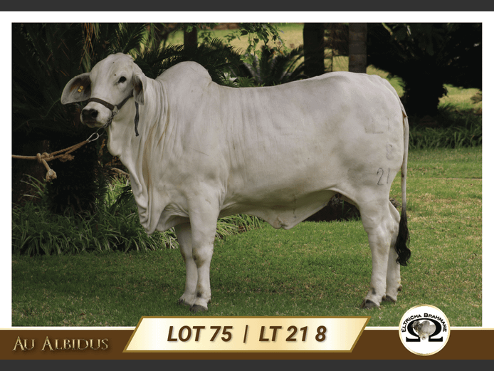 LT218 | TRICHARDT LG