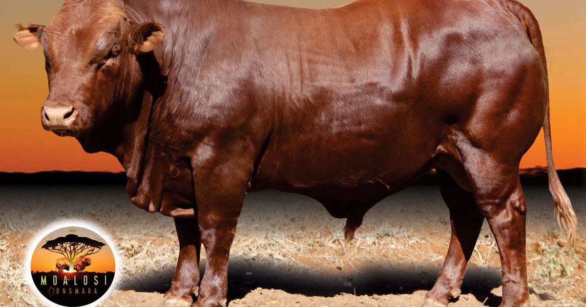 lot-4-3rd-production-sale-moalosi-bonsmara-swiftvee-south-africa