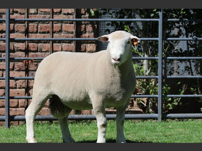 DZ 240349 | 2 STEYNS BOERDERY