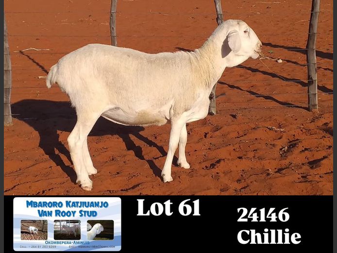 24146 | MBARORO KATJIUANJO VAN ROOY STUD