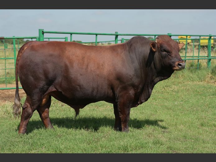 HTC230132 | HENTACOR BONSMARAS