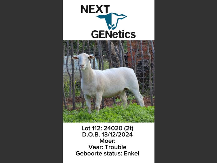 24020 | NEXT GENETICS