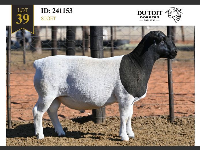 241153 | DU TOIT DORPERS